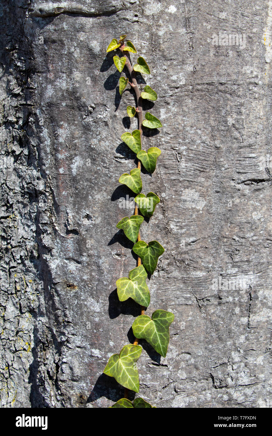 Tree bark texture of Fagus sylvatica or European beech with ivy Stock Photo