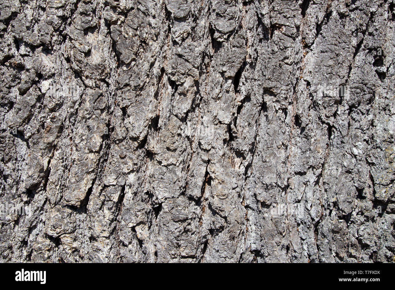 Pine tree bark texture with beautiful pattern Stock Photo