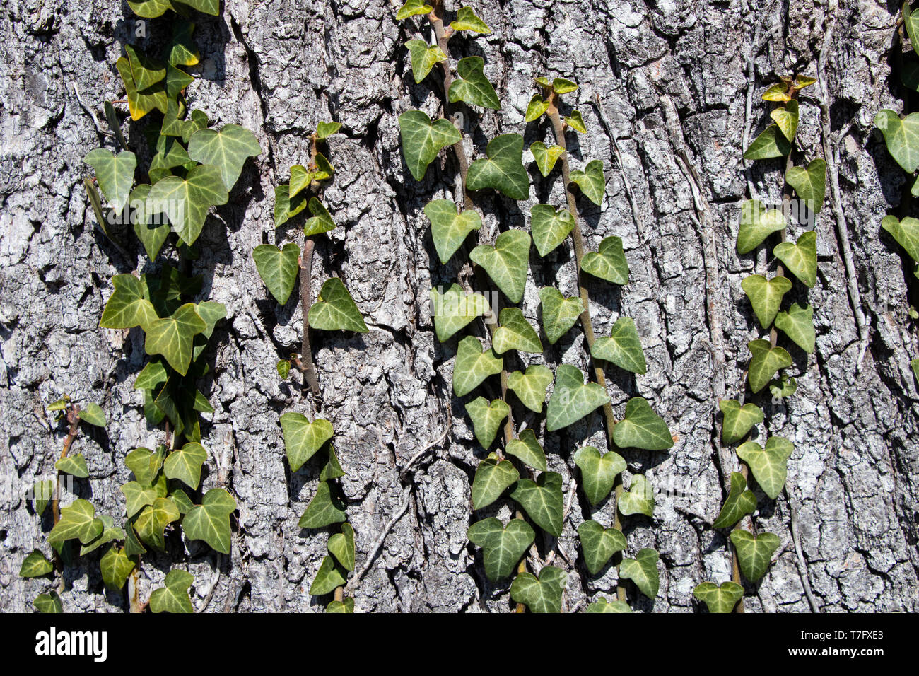 Pine tree bark texture with beautiful pattern with ivy Stock Photo