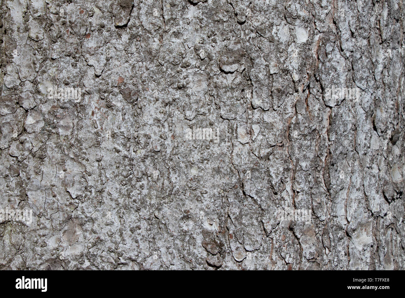 Tree bark texture of Picea abies or European spruce with beautiful rough pattern Stock Photo