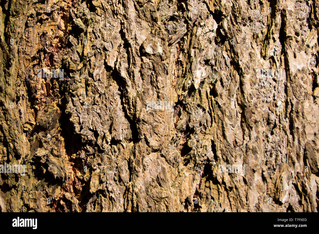 Tree bark texture of Picea abies or European spruce with beautiful rough pattern Stock Photo