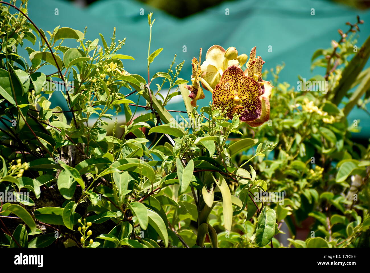 Close-up tropical green plants in the Philippines Stock Photo - Alamy