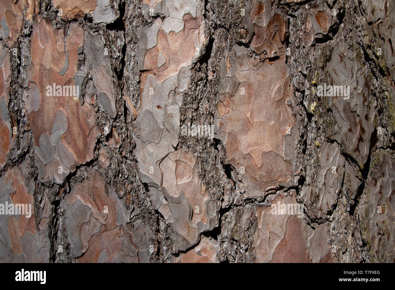 Tree bark texture of Pinus silvestris or Scots pine with beautiful rough cracked pattern Stock Photo