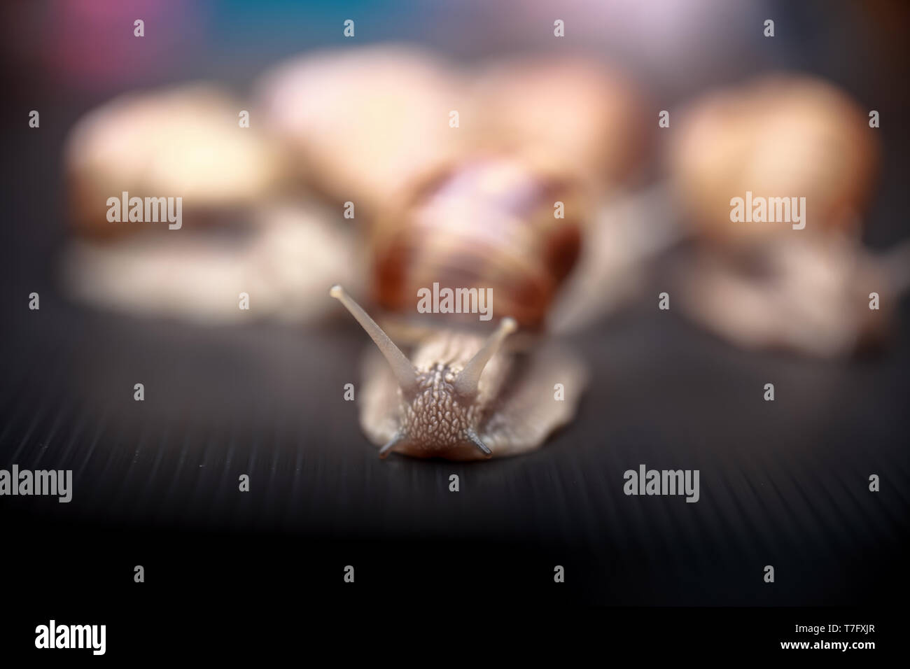 several big snails crawling one on one in the studio Stock Photo