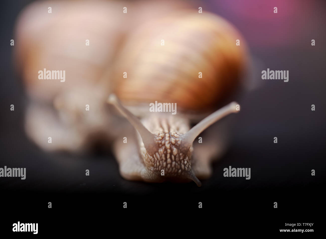 several big snails crawling one on one in the studio Stock Photo