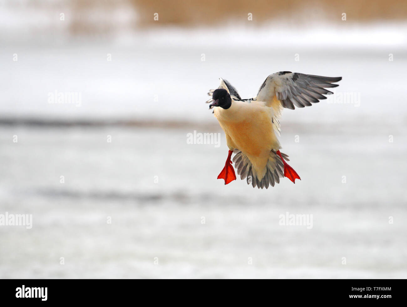 Goosander, Mergus merganser, adult male landing in winter setting at Gentofte Sø in Denmark. Stock Photo