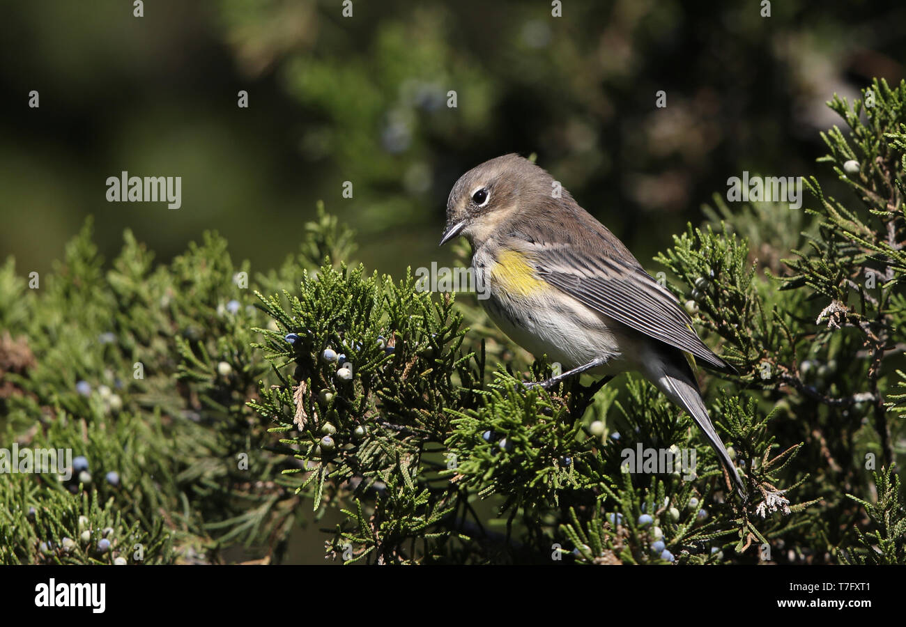 Myrtle Warbler (Setophaga coronata) during autumn migration at Cape May, New Jersey in USA. Stock Photo