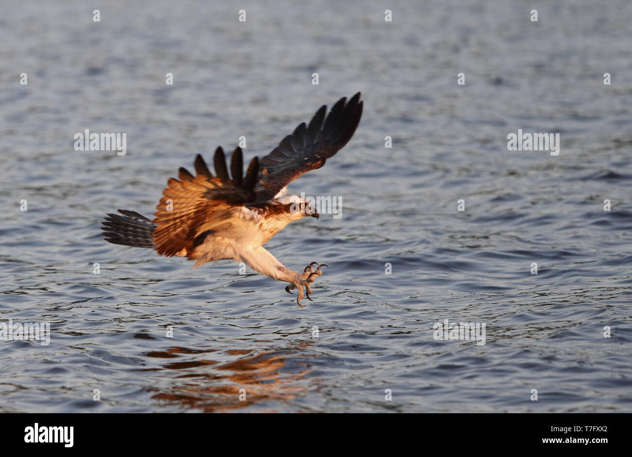 https://c8.alamy.com/comp/T7FXX2/osprey-pandion-haliaetus-adult-fishing-at-lake-mlaren-sweden-with-talons-stretched-out-to-catch-a-fish-T7FXX2.jpg