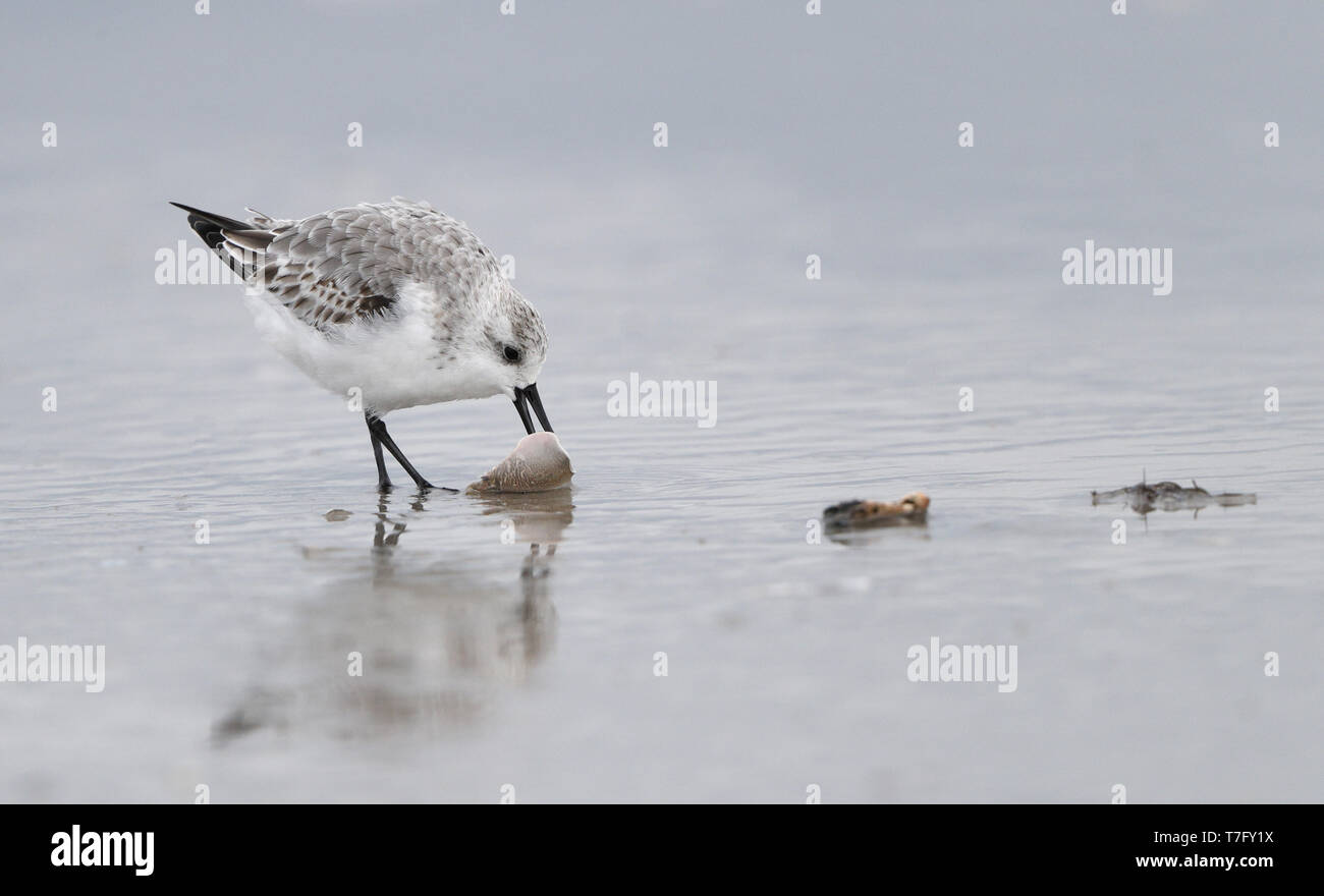 Sanderling, Calidris alba, at Stone Harbor, New Jersey, USA Stock Photo