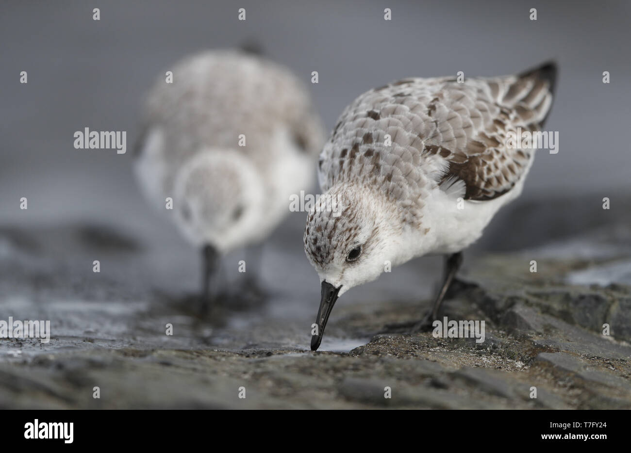 Stone harbor new jersey hires stock photography and images Alamy