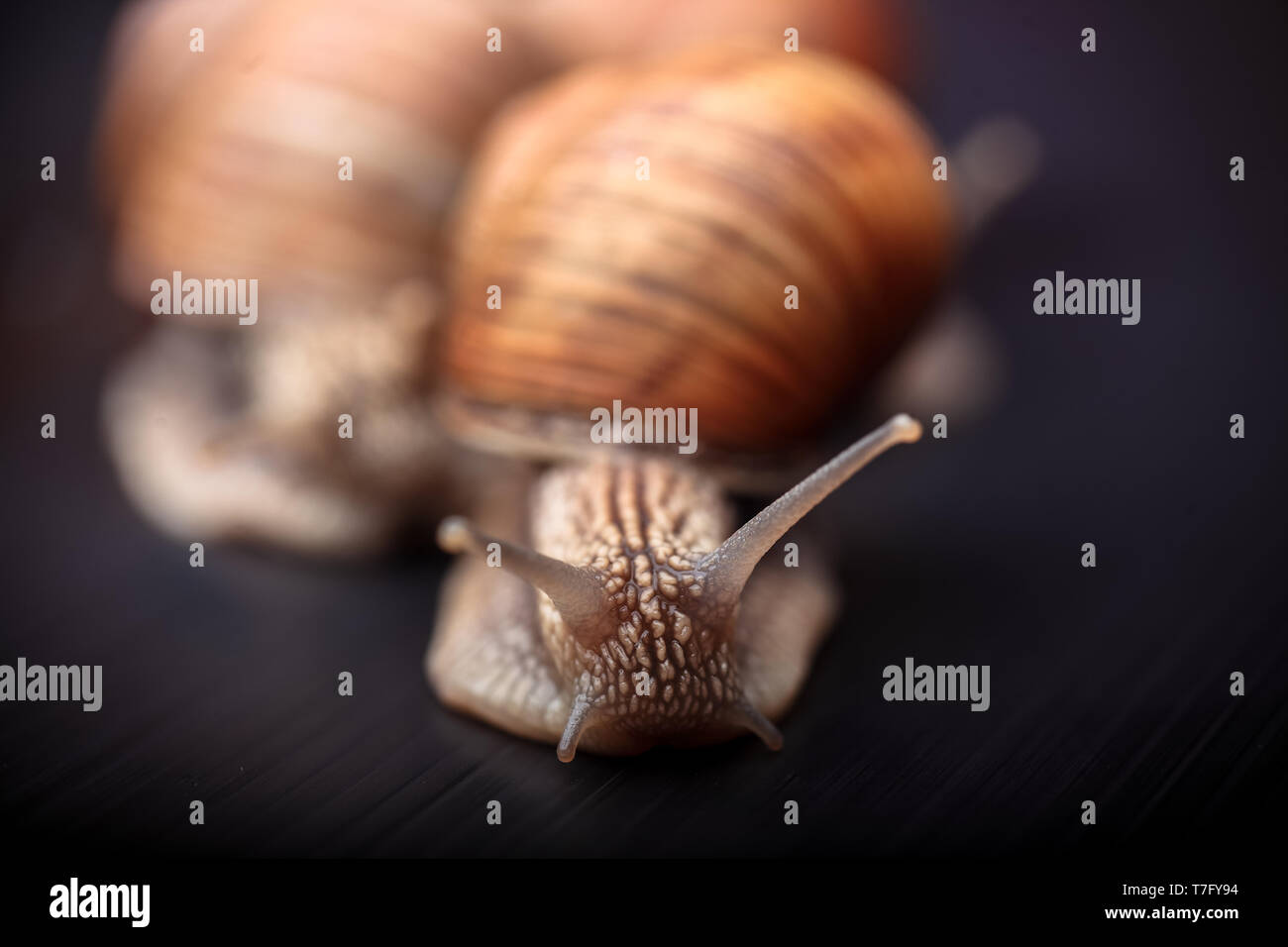 several big snails crawling one on one in the studio Stock Photo