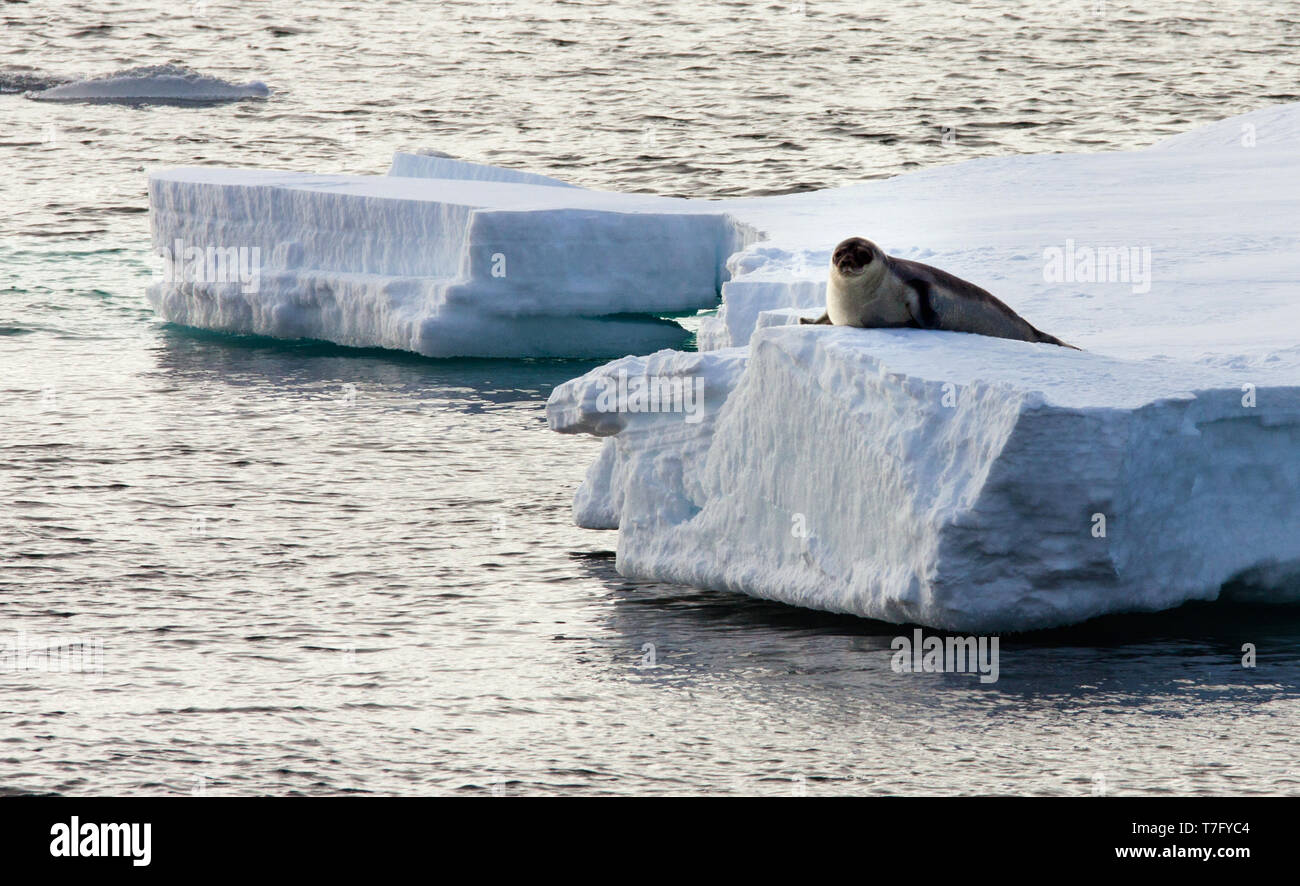 Hooded Seal (Cystophora cristata) pup lying on a drifting pack ice  in the arctics. Endemic to te arctic seas of the Northern Atlantic ocean. Stock Photo