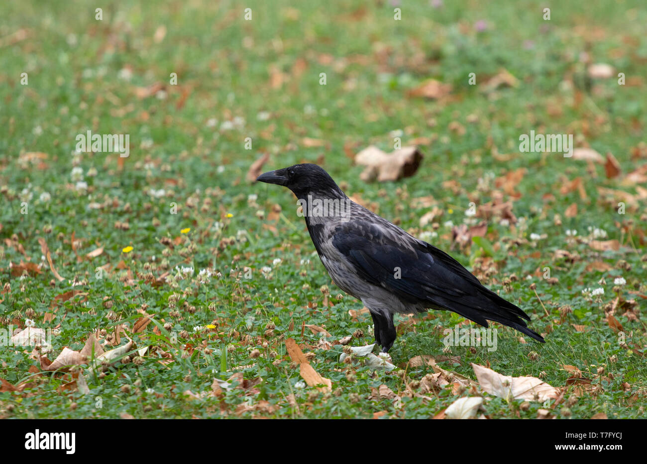 Adult Hooded Crow x Carrion Crow (Corvus cornix x Corvus corone) in city park in Berlin. Stock Photo