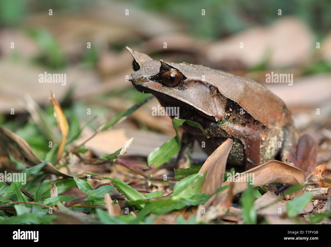 Long-nosed horned frog (Megophrys nasuta), also know and Malaysian Horned Frog (or Malayan leaf frog) is a species of frog restricted to the rainfores Stock Photo