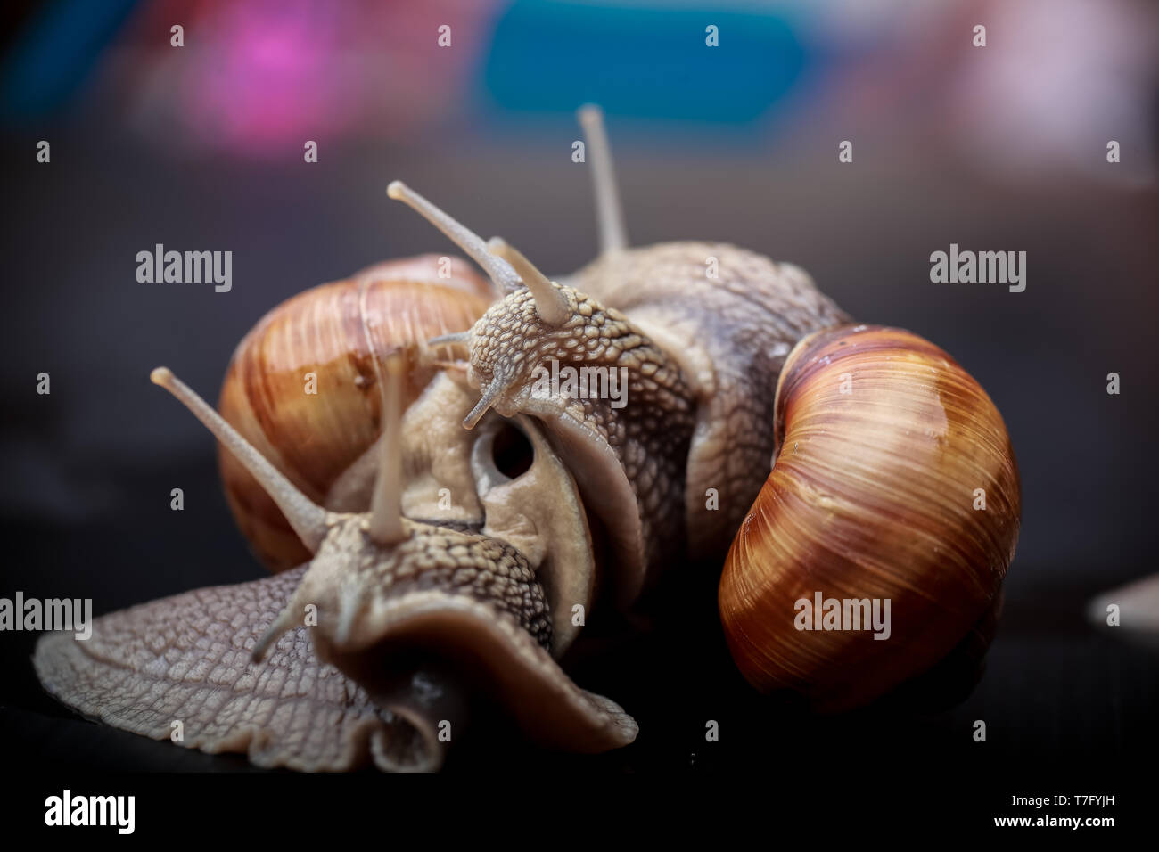 several big snails crawling one on one in the studio Stock Photo