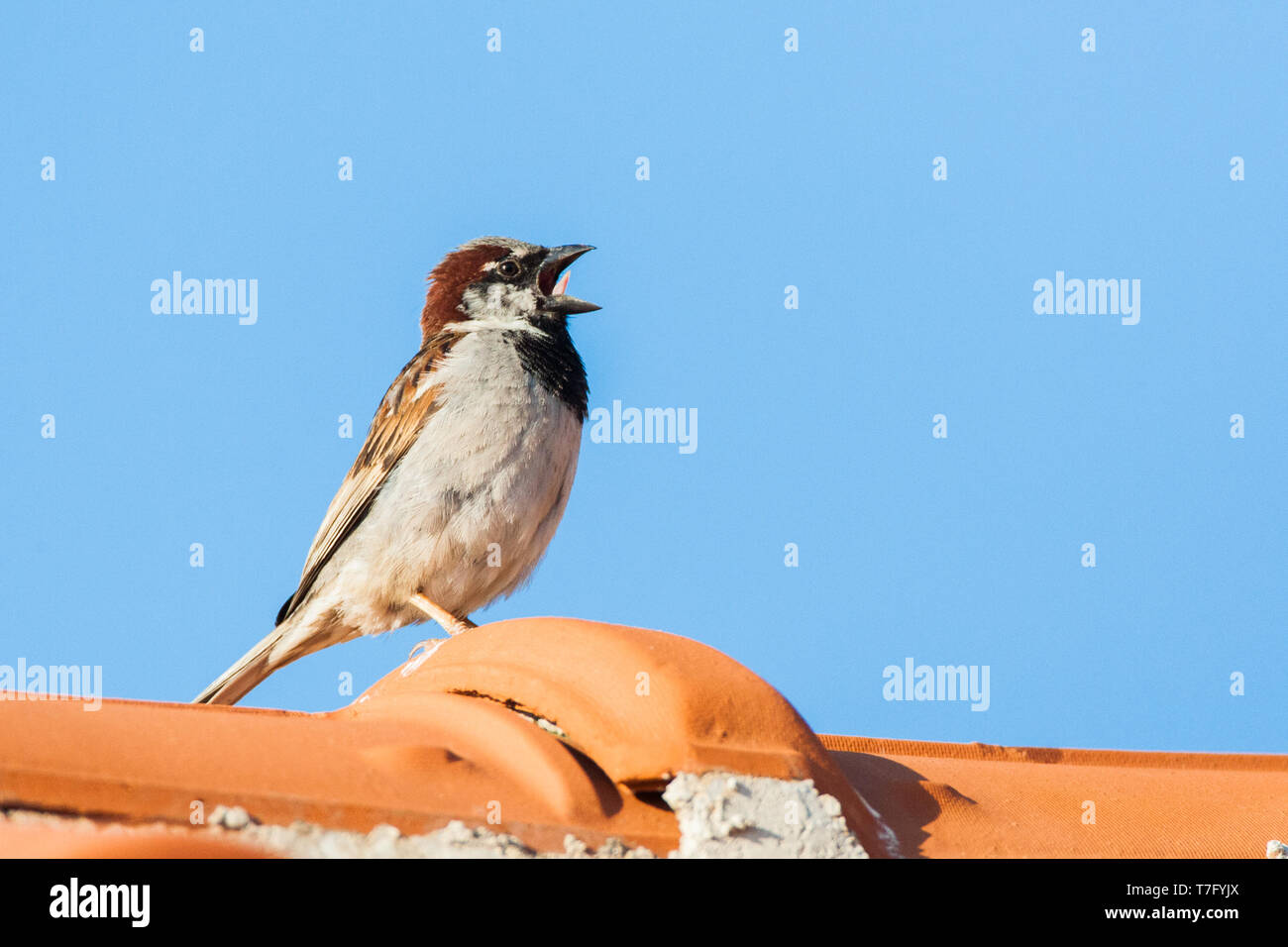 Adult male House Sparrow (Passer domesticus) on Lesvos, Greece. Calling on a Greek roof. Stock Photo