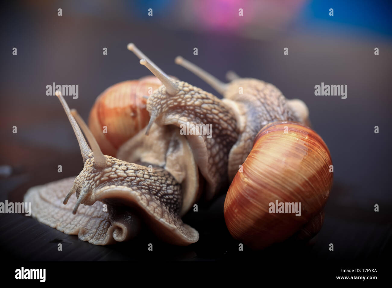 several big snails crawling one on one in the studio Stock Photo