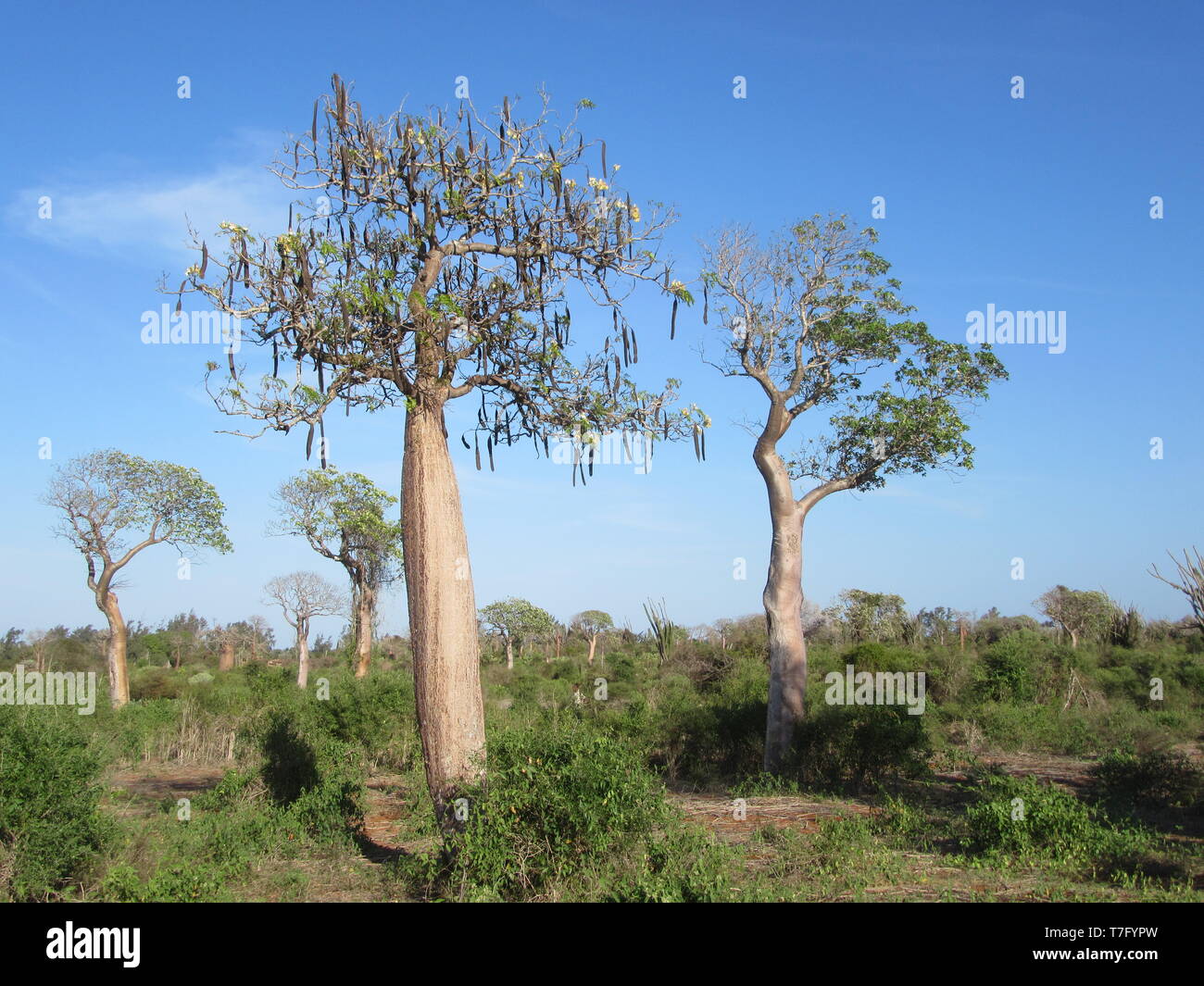 Huge baobab trees in spiny forest, Ifaty, westt coast of Madagascar. Stock Photo