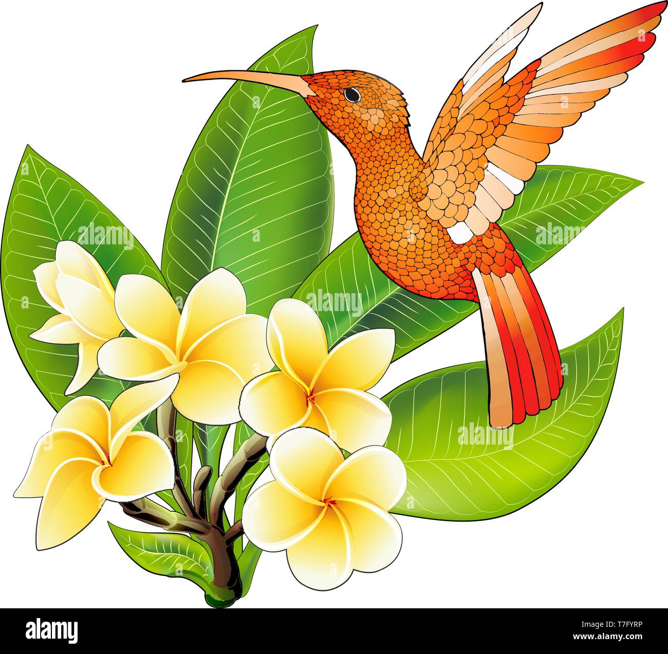 Small hummingbird with hibiscus flowers. Exotic tropical colibri animal icon Stock Vector