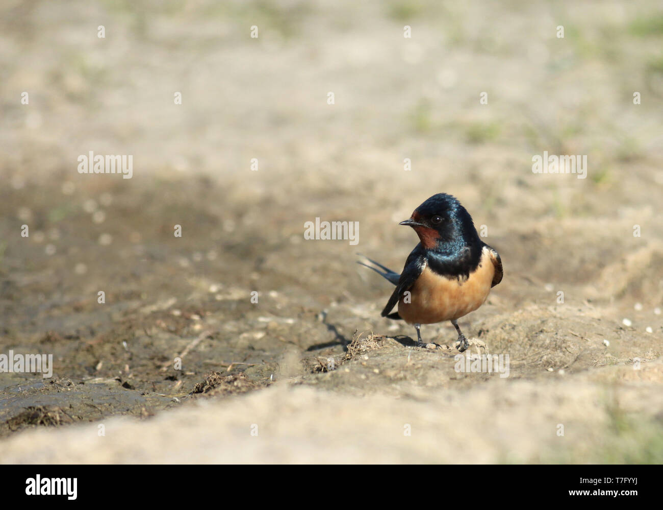 A  transivita/savignii lookalike Barn Swallow (Hirundo rustica). Adult type with dark orange-red underparts. Stock Photo
