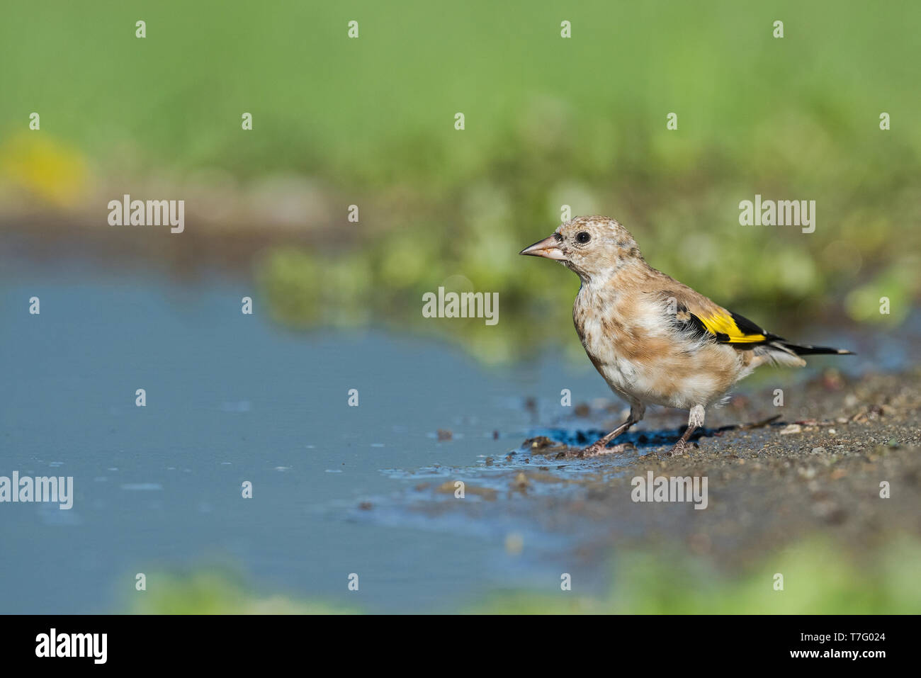 Immature European Goldfinch, Onvolwassen Putter Stock Photo - Alamy