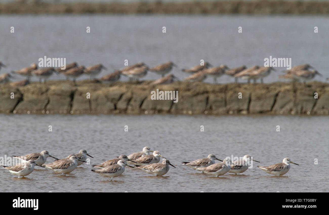 Nordmann's Greenshanks wintering on salt pans close to the Gulf of Thailand. Stock Photo
