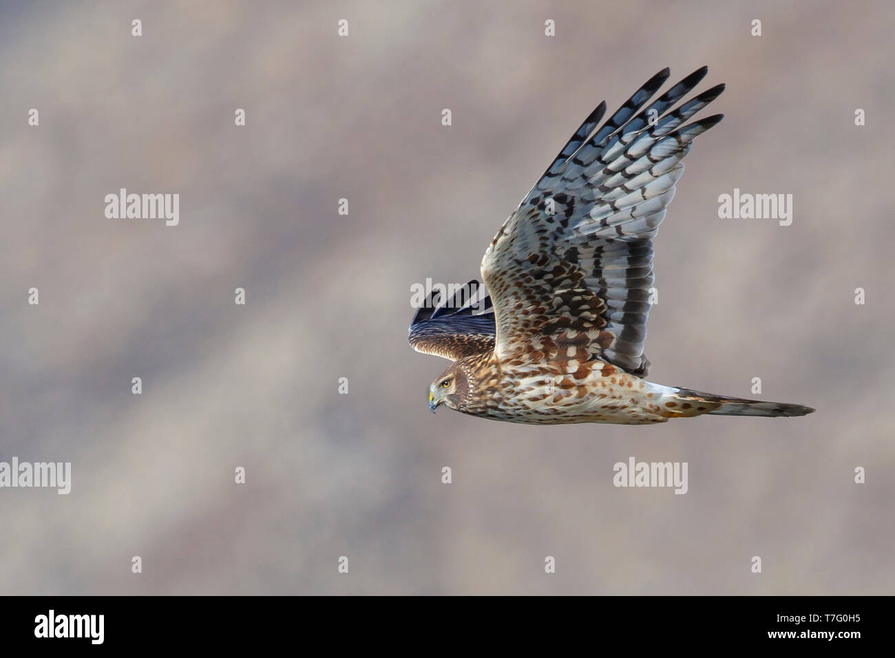 Female northern harrier hi-res stock photography and images - Alamy