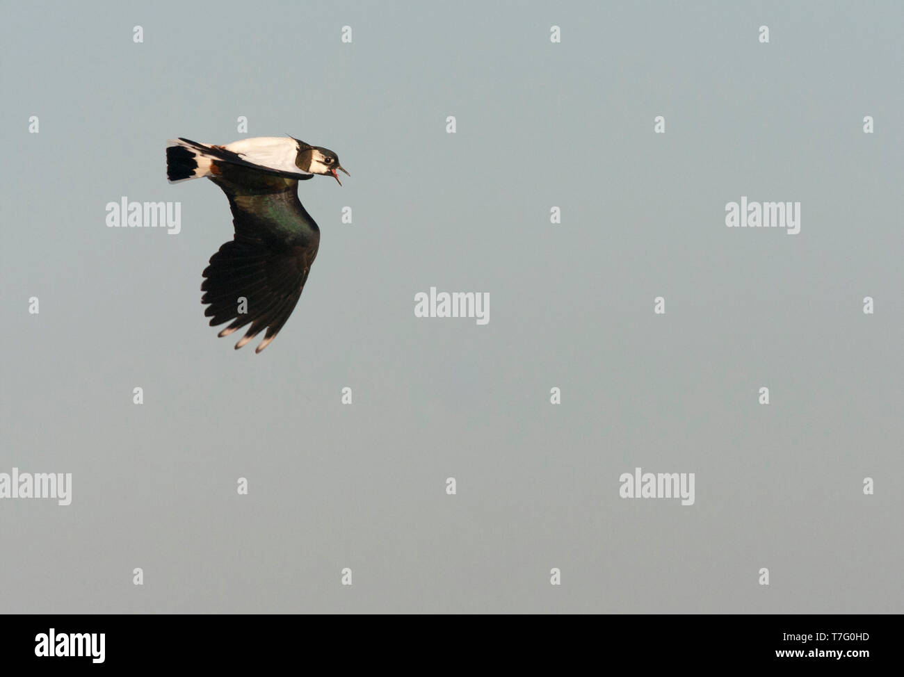 Displaying male Northern Lapwing (Vanellus vanellus), flying upside down Stock Photo