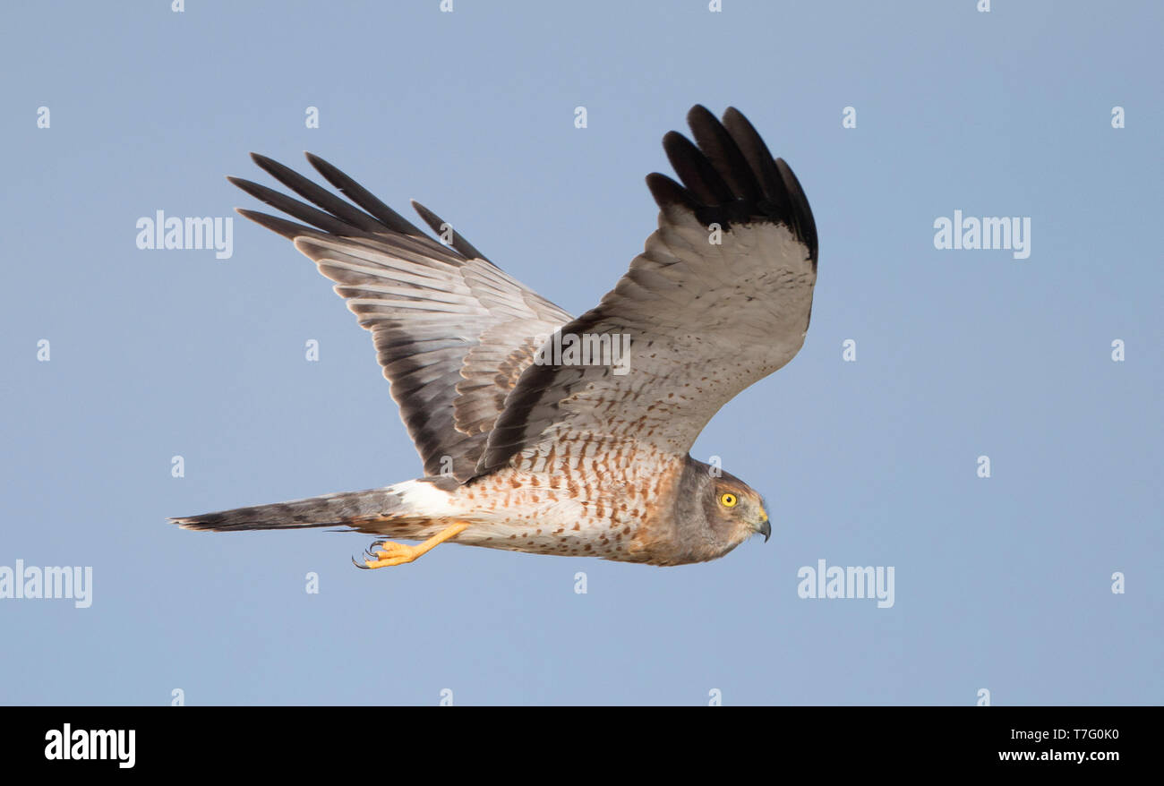 Northern harrier male hi-res stock photography and images - Alamy