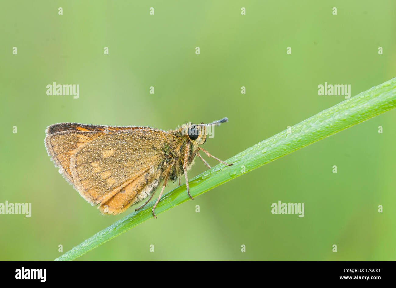 Large Skipper, Ochlodes sylvanus, Rostfarbener Dickkopffalter, Germany (Baden-Württemberg), imago Stock Photo