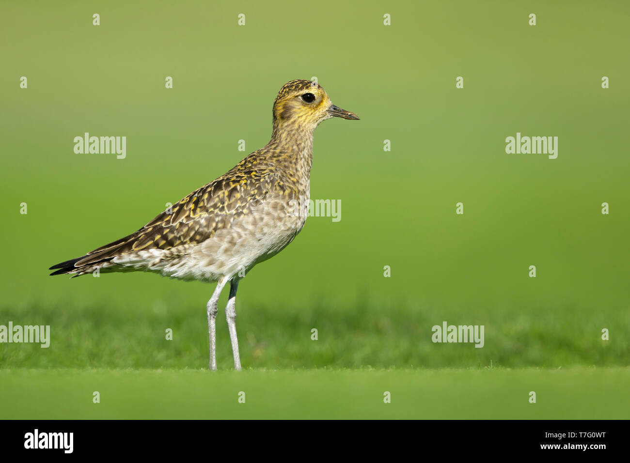 Adult Pacific Golden Plover (Pluvialis fulva) in nonbreeding plumage at Mauna Kea, Hawaii, USA in February 2018. Standing on a golf course. Stock Photo