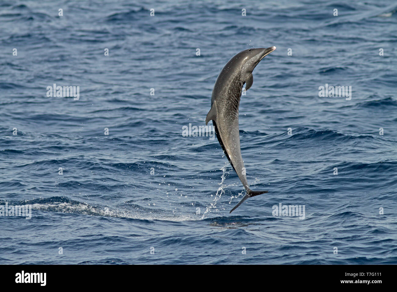 Pantropical spotted dolphin (Stenella attenuata) jumping out of the water Stock Photo