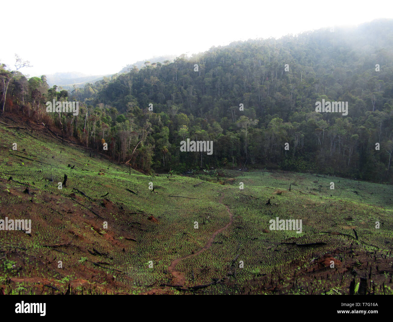 Deforested hills by fire–fallow cultivation near Andasibe-Mantadia NP in Madagascar. A farming method that involves the cutting and burning of plants  Stock Photo