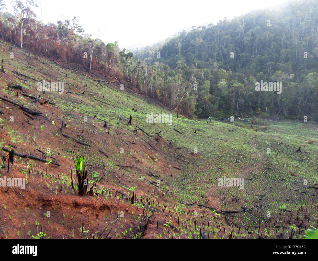 Deforested hills by fire–fallow cultivation near the entrance of Andasibe-Mantadia NP in Madagascar. A farming method that involves the cutting and bu Stock Photo