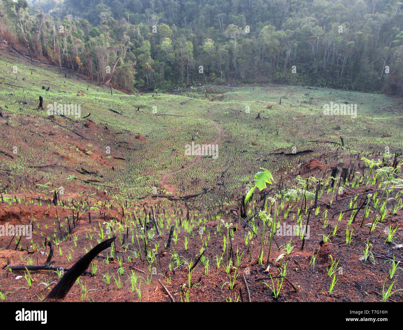 Deforested hills by fire–fallow cultivation near the entrance of Andasibe-Mantadia NP in Madagascar. A farming method that involves the cutting and bu Stock Photo