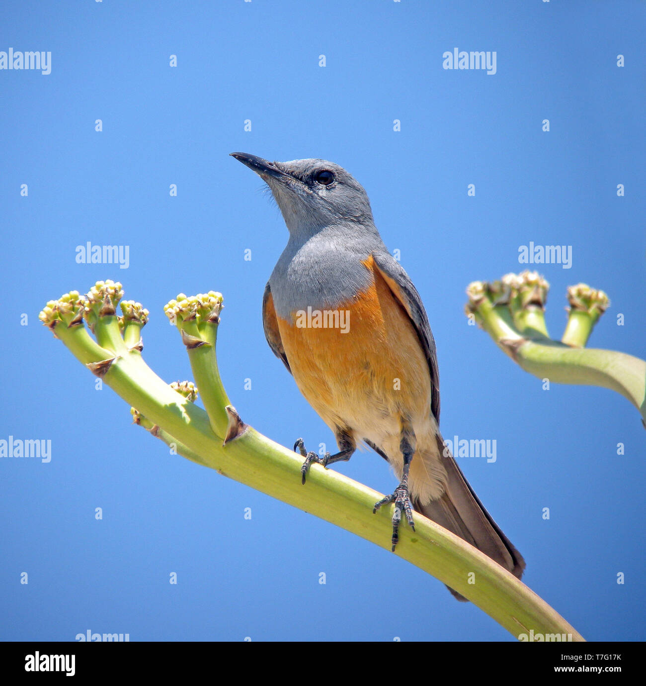 Adult male Littoral Rock Thrush (Monticola imerina) perched on a twig in Madagascar. Stock Photo