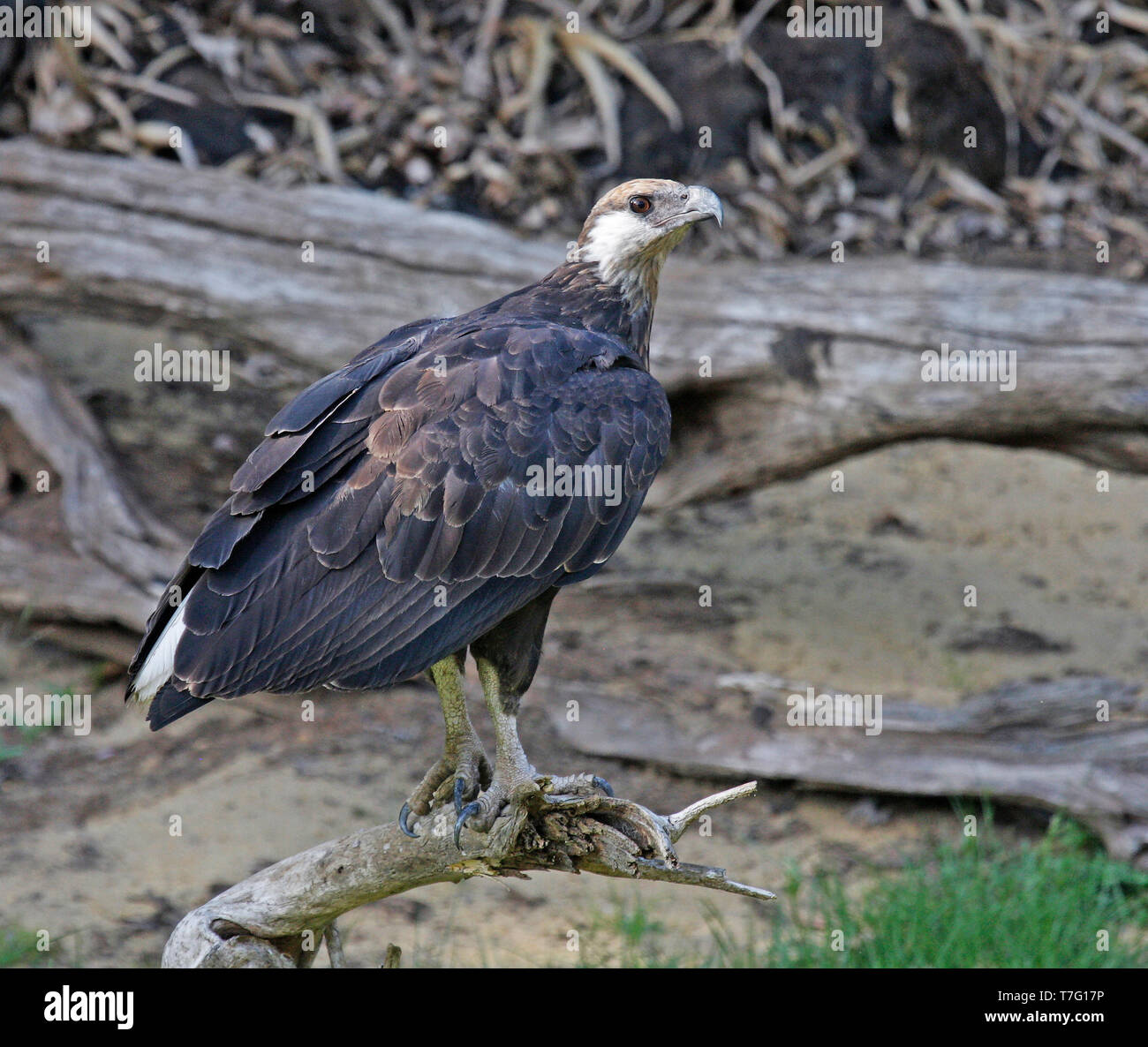 African eagle in wild hi-res stock photography and images - Alamy
