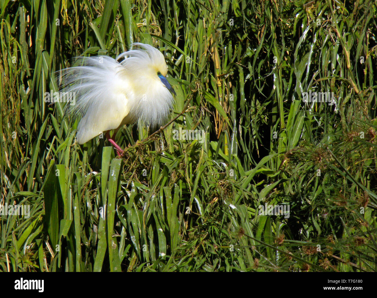 Adult Madagascar Pond Heron (Ardeola idae), also known as Malagasy pond
