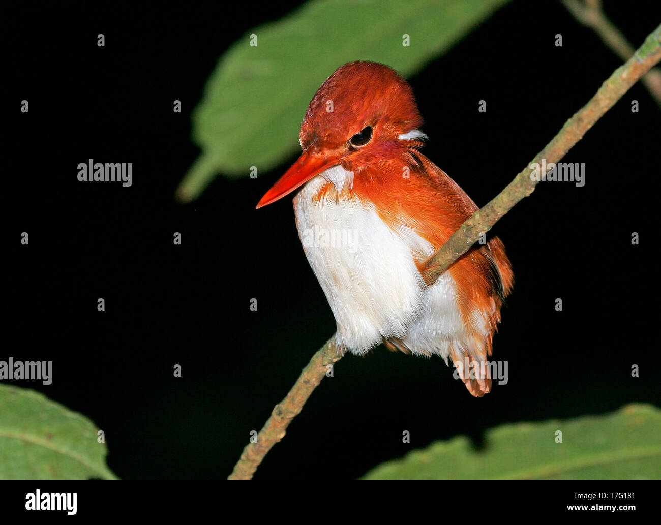 Adult Madagascan pygmy kingfisher (Corythornis madagascariensis) perched in understory of tropical rainforest of Madagascar. Stock Photo