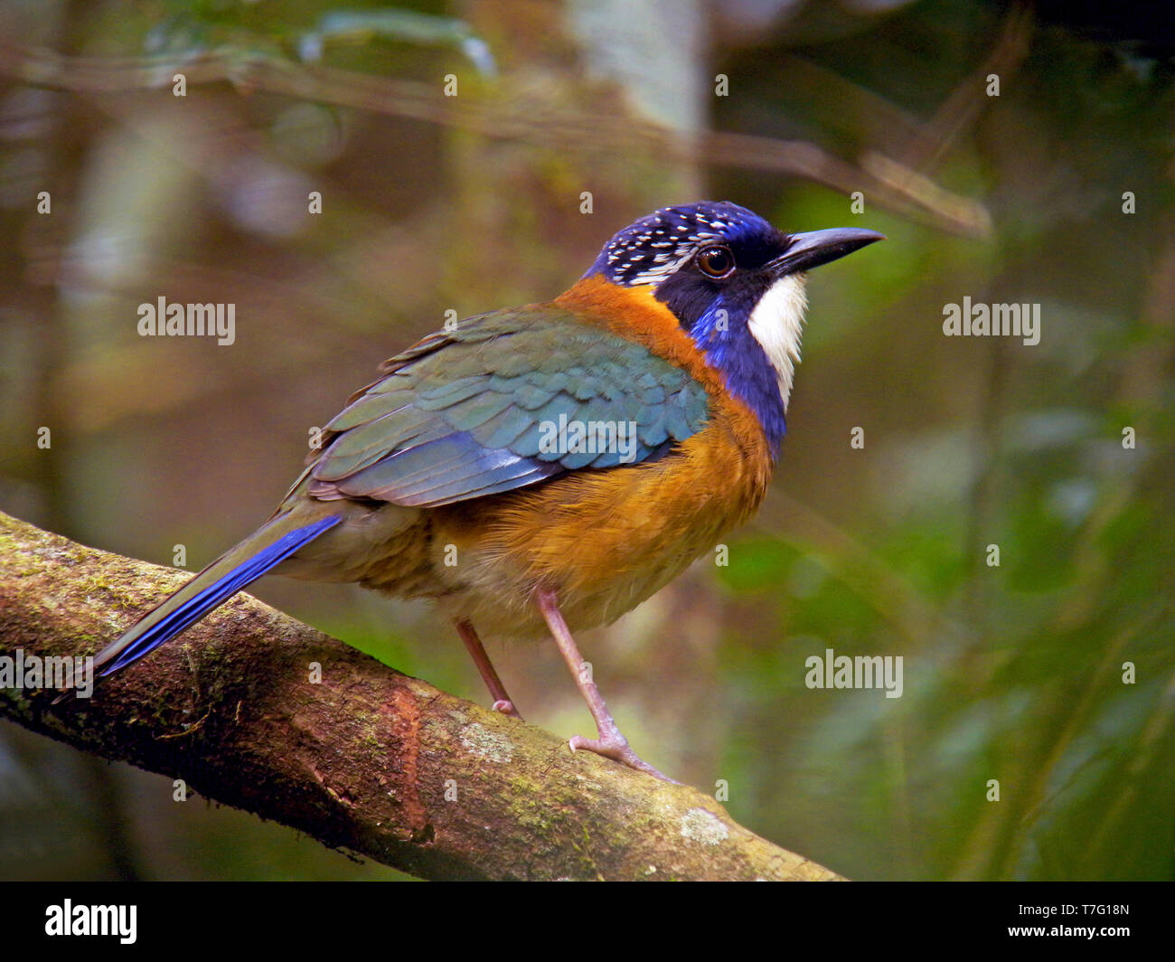 Pitta-like ground roller (Atelornis pittoides) on Madagascar. Perched on a  branch Stock Photo - Alamy