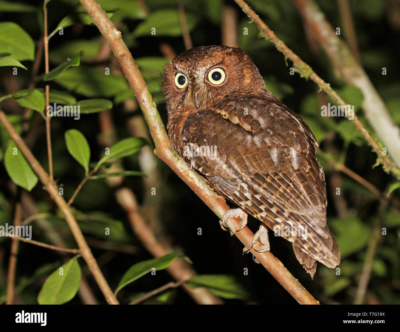 Rainforest scops owl (Otus rutilus), also known as the Malagasy scops owl or Madagascar scops owl. Perched on a branch in the forest during the night Stock Photo