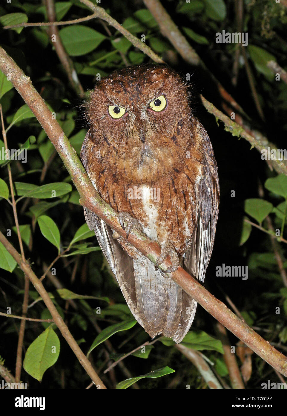 Rainforest scops owl (Otus rutilus), also known as the Malagasy scops owl or Madagascar scops owl. Perched on a branch in the forest during the night Stock Photo