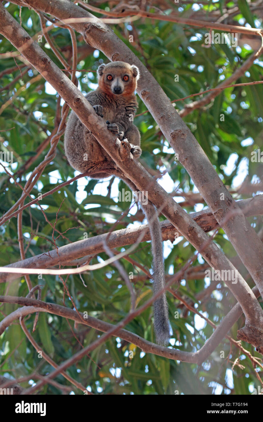 Red-fronted lemur (Eulemur rufifrons), also known as the red-fronted or southern red-fronted brown lemur, is an endemic species of lemur from Madagasc Stock Photo