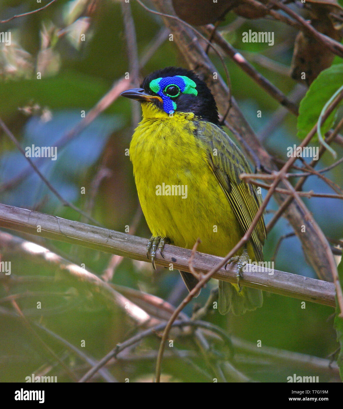 Male Schlegel's Asity (Philepitta schlegeli) perched in the understory