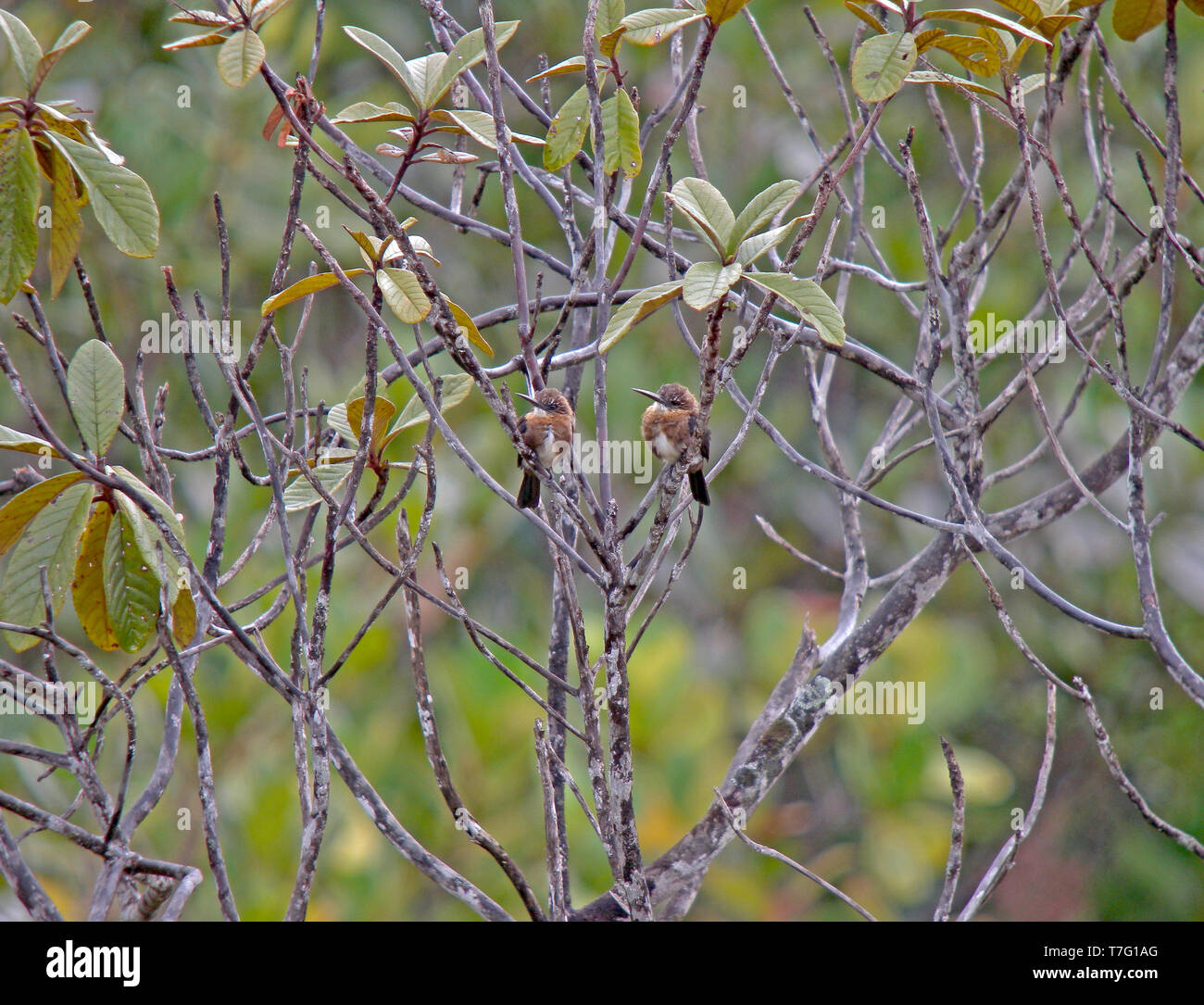 Brown jacamar (Brachygalba lugubris) pair perched in a tree Stock Photo
