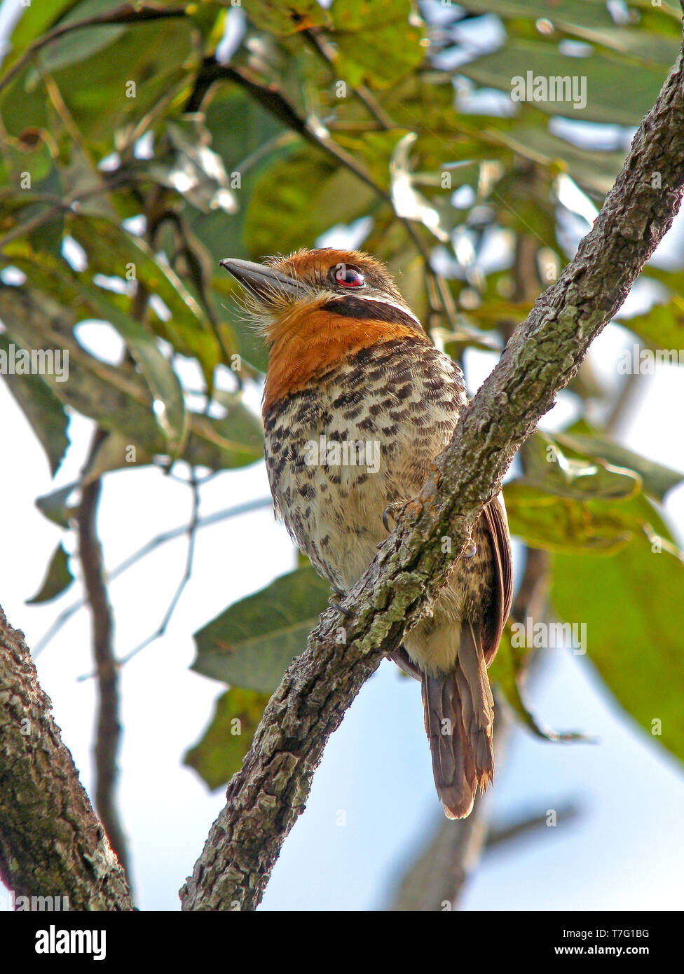 Spotted Puffbird (Bucco tamatia) perched in a tree Stock Photo Alamy