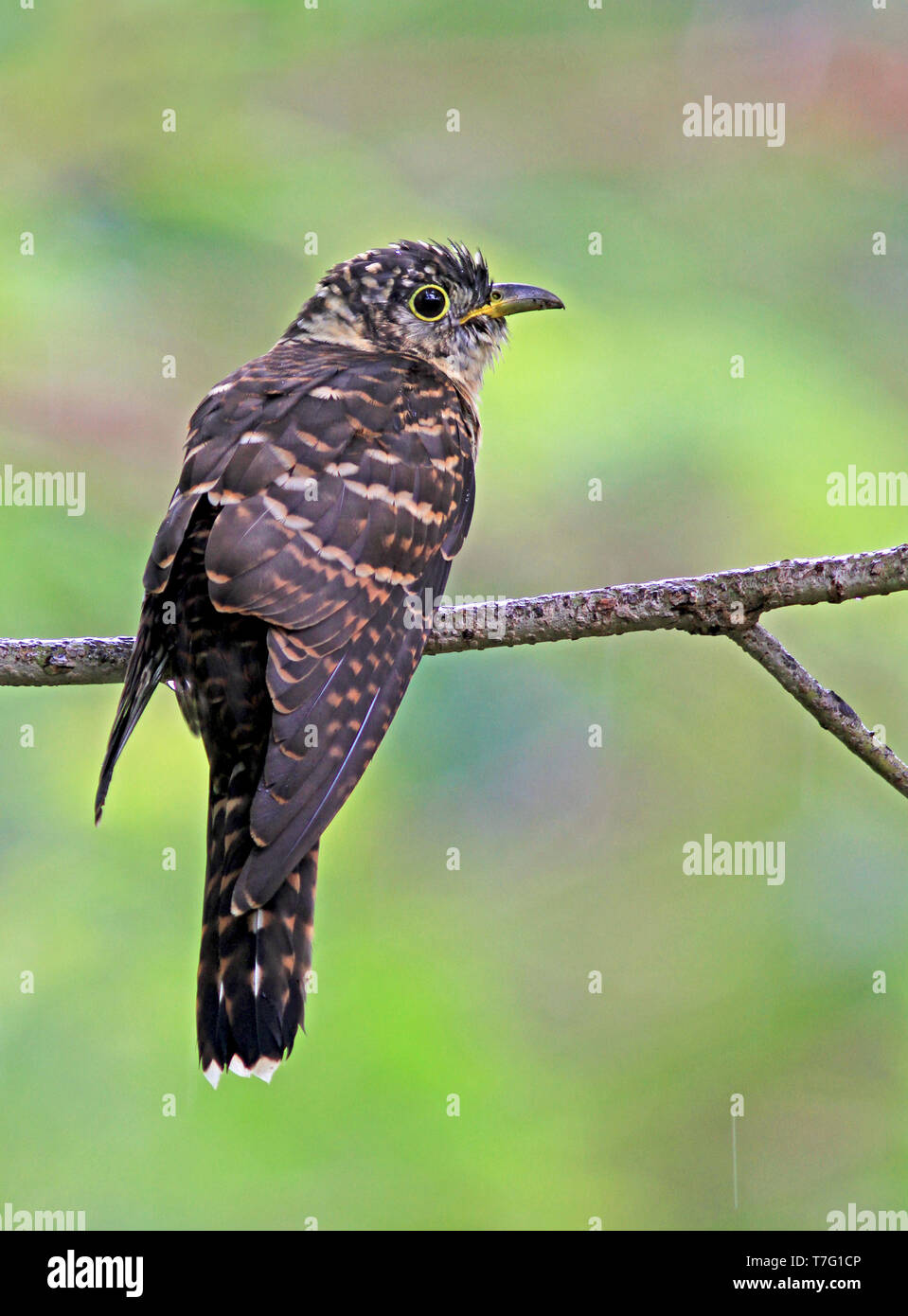 Indian cuckoo (Cuculus micropterus) juvenile in rain forests of Sumatra in Indonesia. Stock Photo