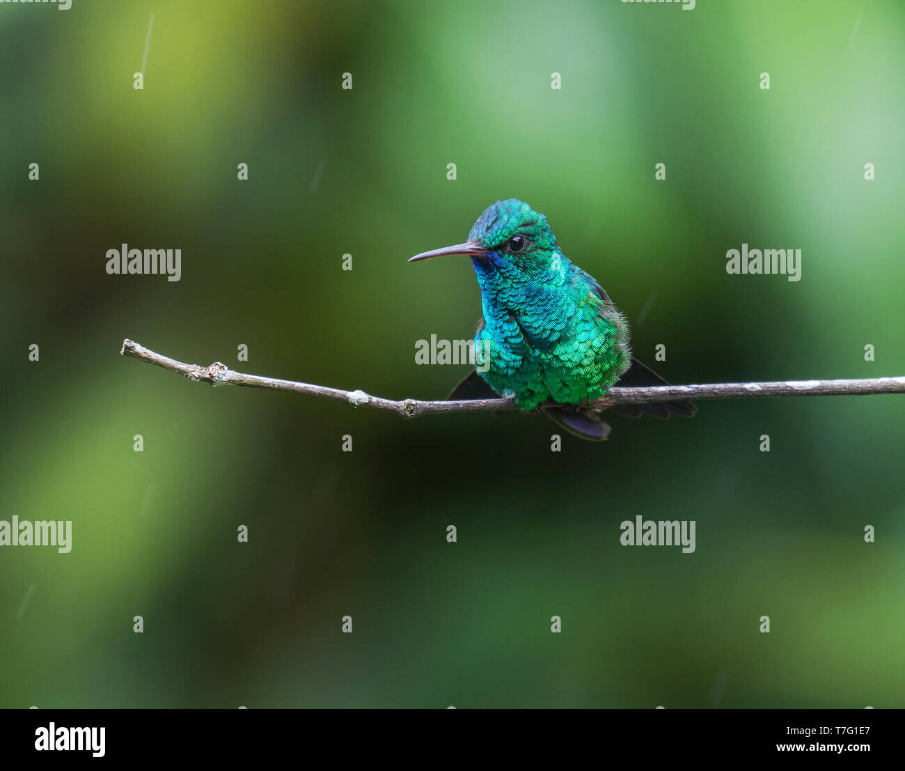 Blue-chinned Sapphire (Chlorestes notata) perched on a horizontal twig in tropical forest in the Lesser Antilles during rain shower. Stock Photo