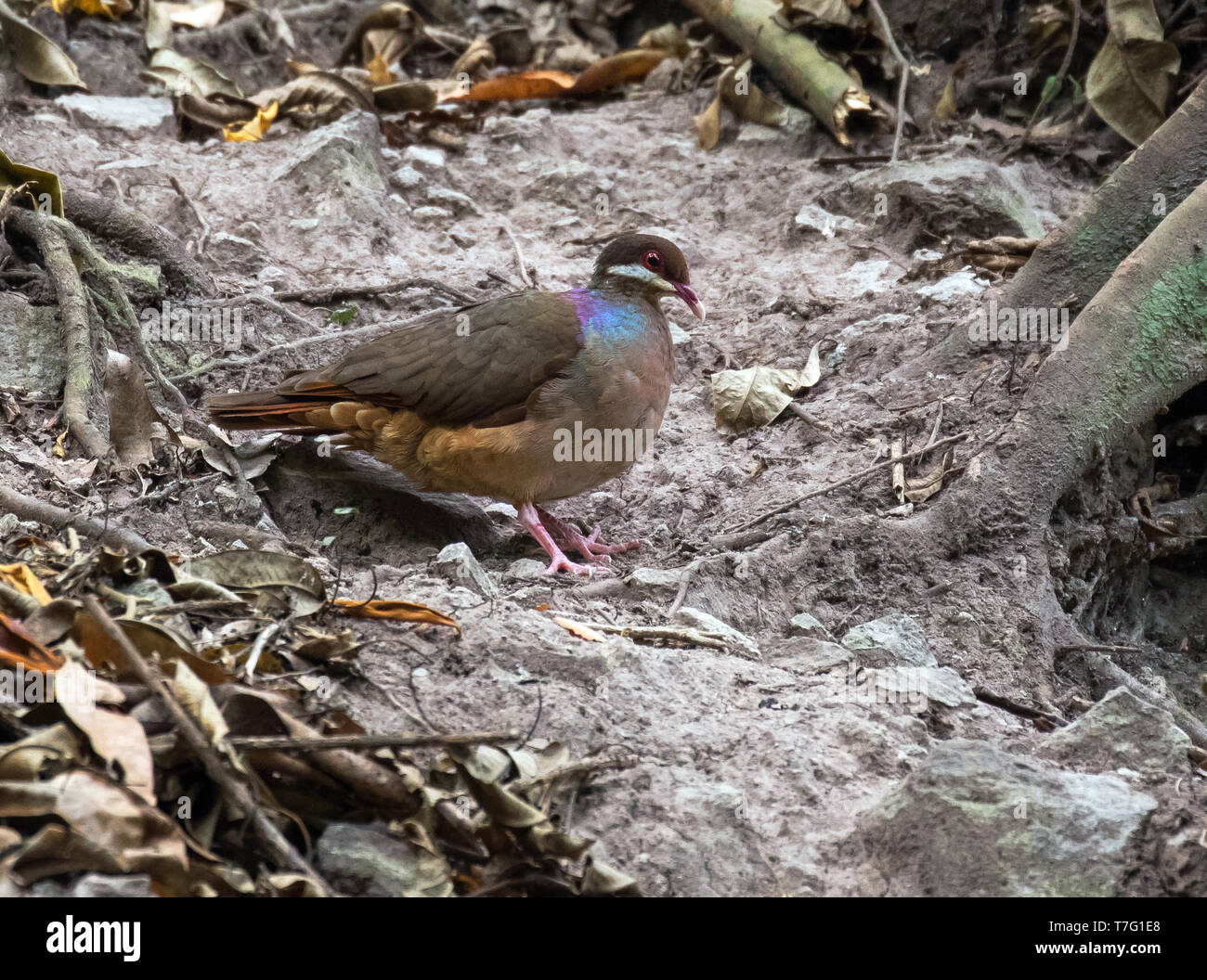 Geotrygon mystacea hires stock photography and images Alamy