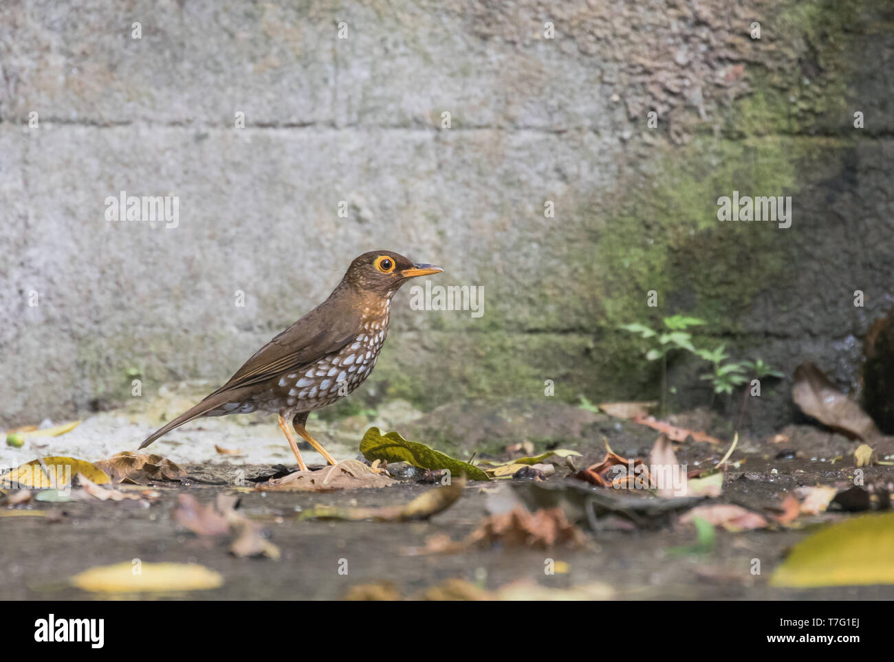 Forest Thrush (Turdus lherminieri) standing on the ground in front of a stone wall on the Lesser Antilles in the Caribbean. Stock Photo